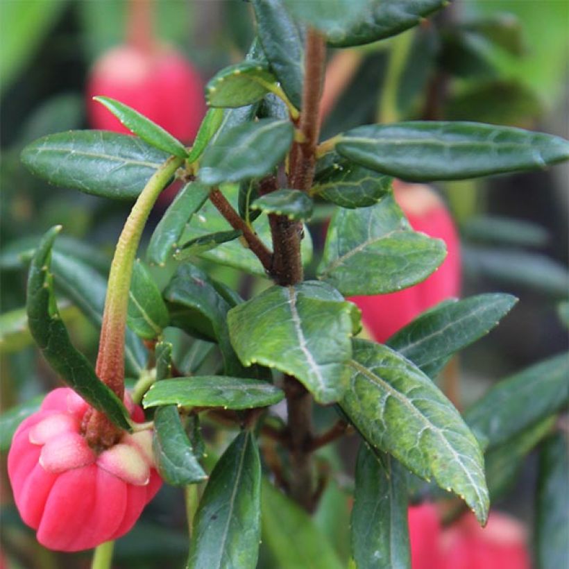 Crinodendron hookerianum - Crinodendron (Laub)