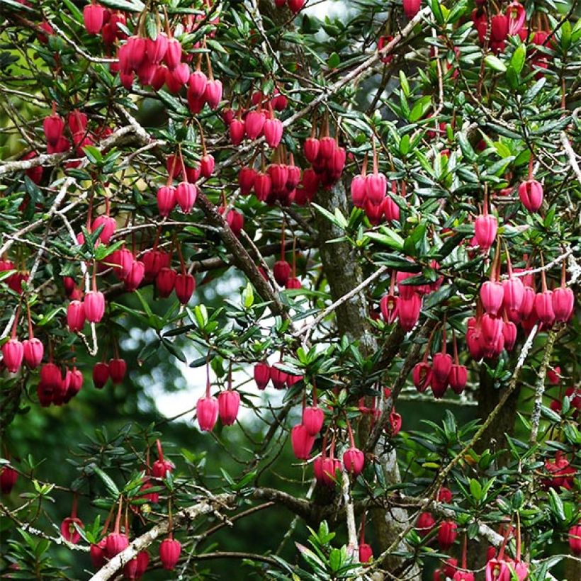 Crinodendron hookerianum - Crinodendron (Hafen)