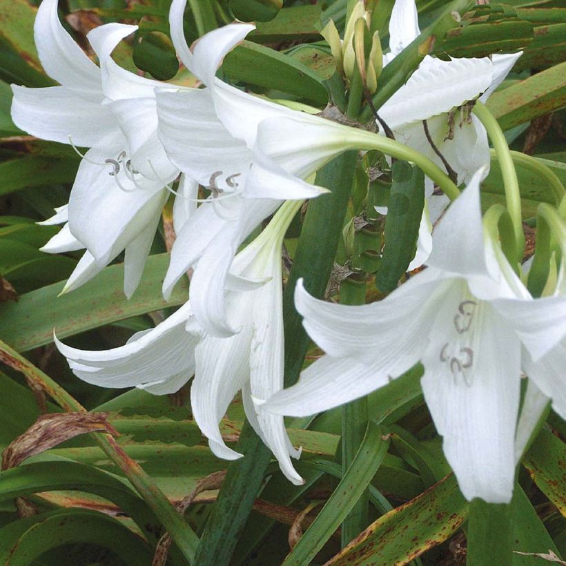 Crinum powellii Album - Hakenlilie (Blüte)