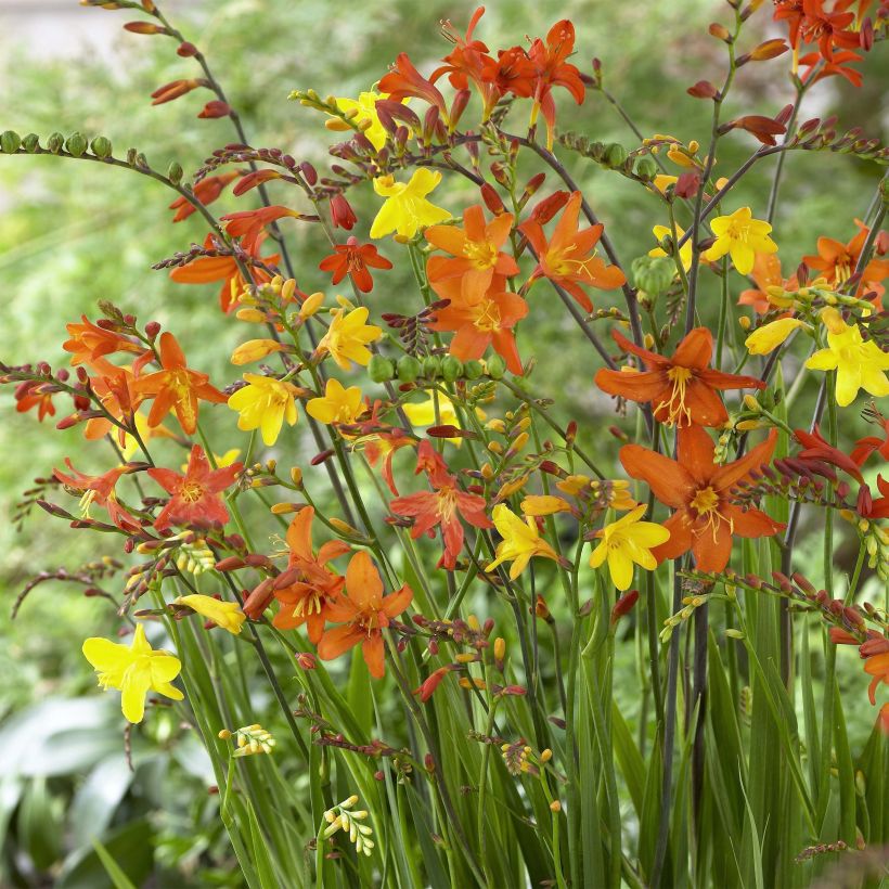 Montbretie Mix - Crocosmia (Blüte)