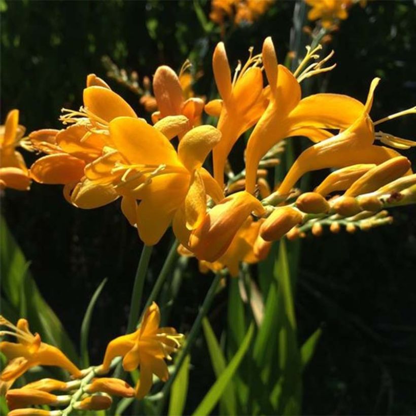 Montbretie Rowallone Yellow - Crocosmia (Blüte)