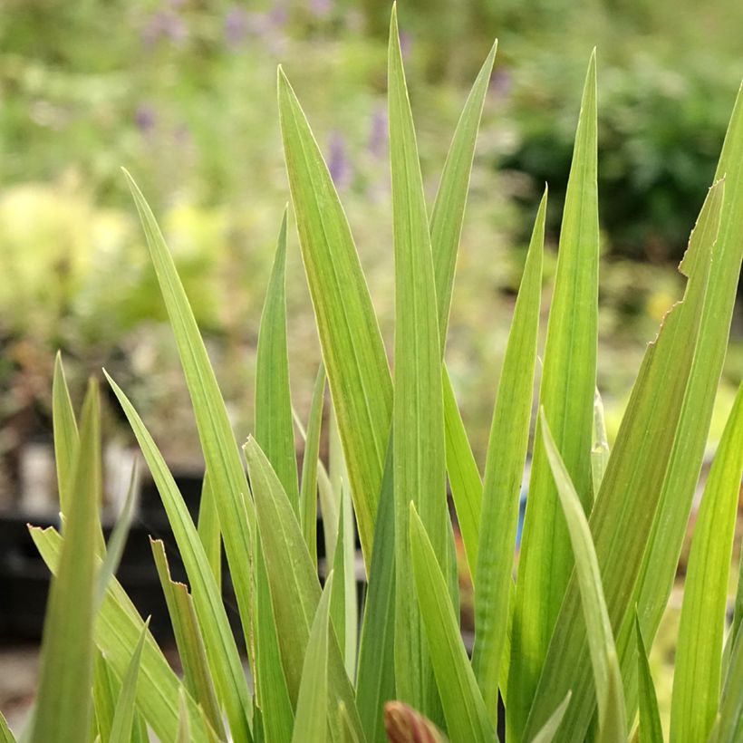 Montbretie Emily McKenzie - Crocosmia (Laub)