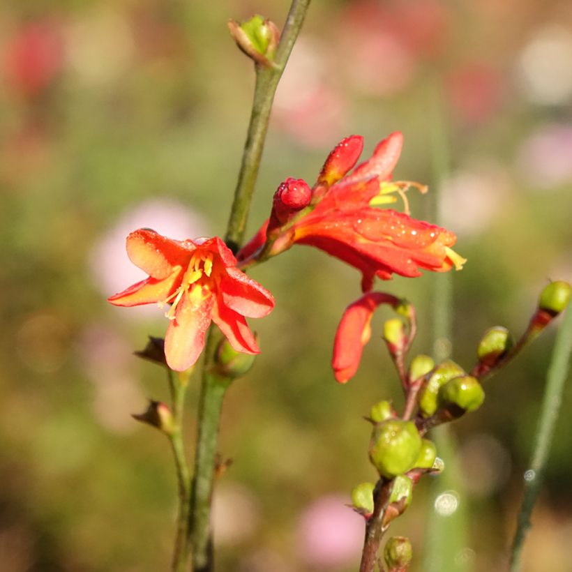 Montbretie Fire King - Crocosmia (Blüte)