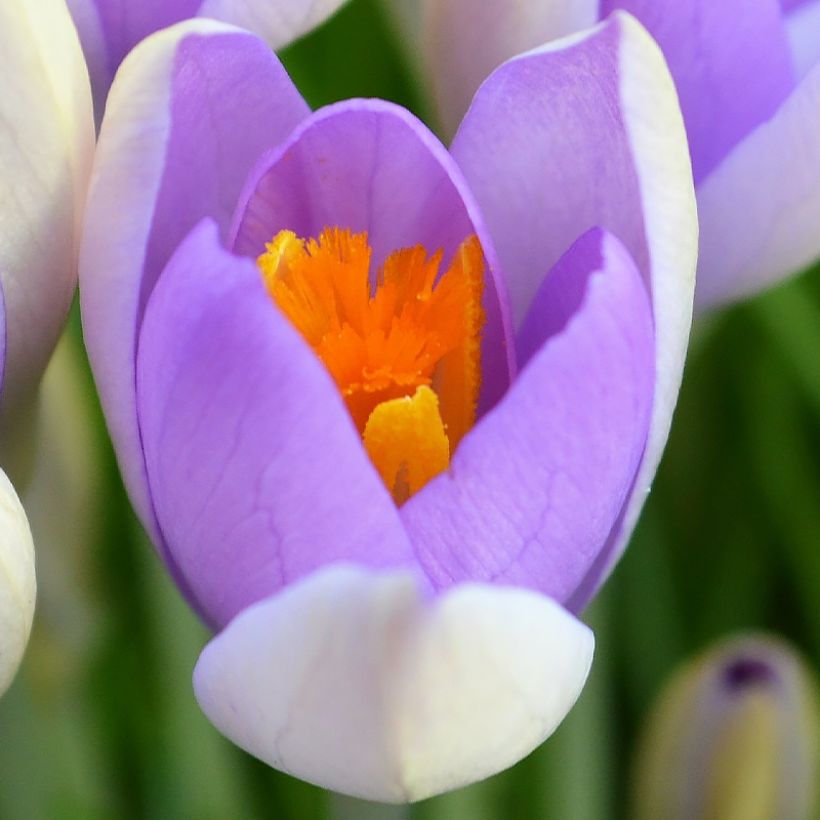 Großblütiger Krokus Whale Shark - Crocus (Blüte)