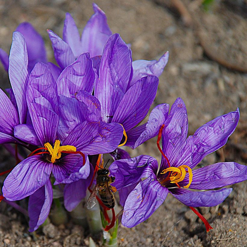 Safrankrokus - Crocus sativus (Blüte)