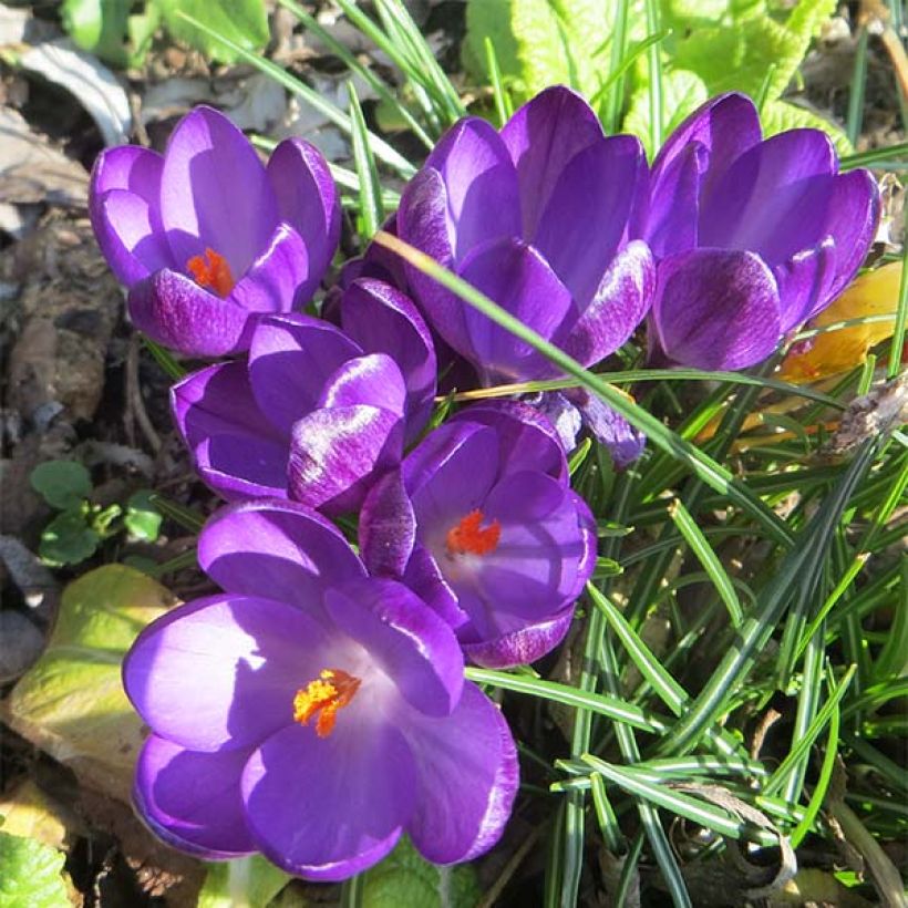 Elfen-Krokus Ruby Giant - Crocus tommasinianus (Blüte)