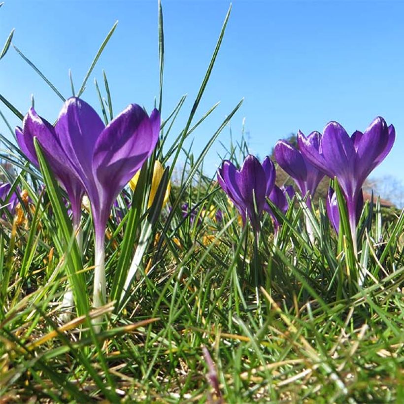 Elfen-Krokus Ruby Giant - Crocus tommasinianus (Hafen)