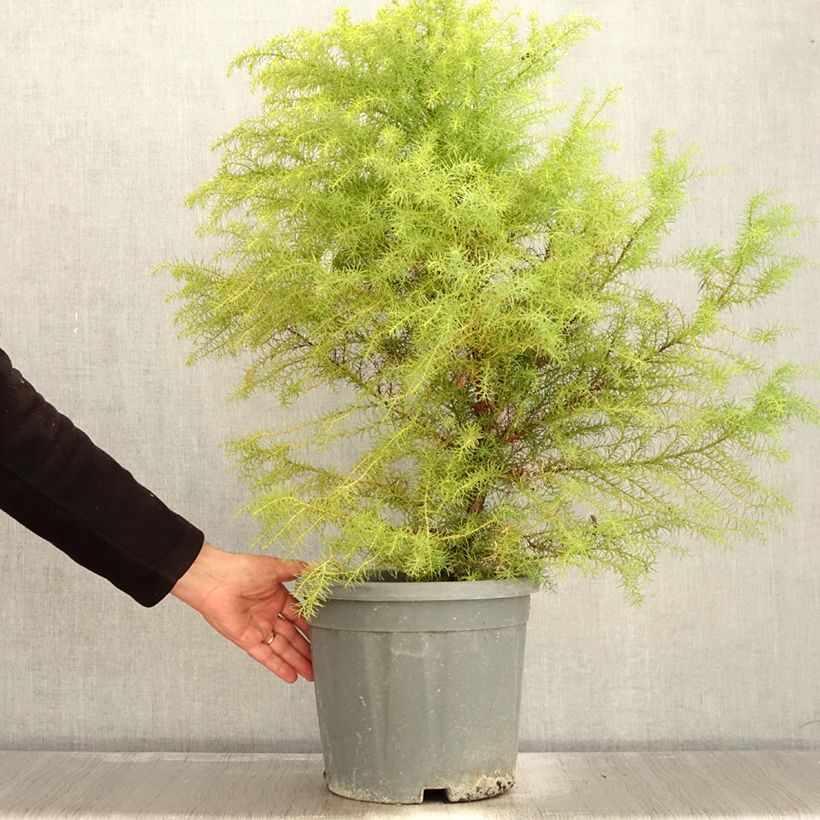 Exemplar von Cryptomeria japonica Elegans - Cèdre du Japon Pot de 7.5L/10L wie im Herbst geliefert