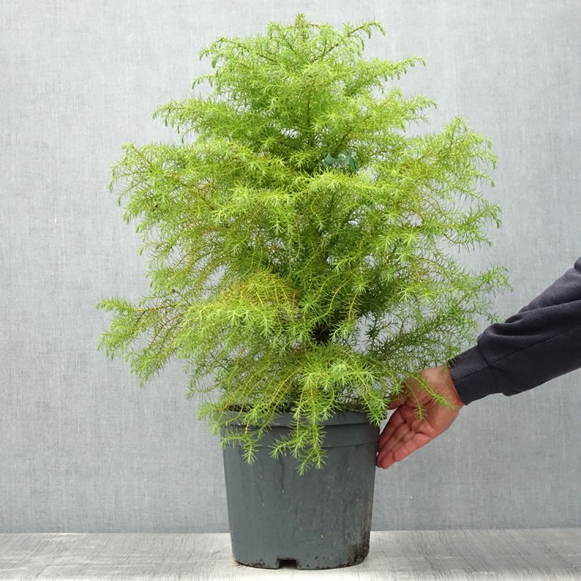 Exemplar von Cryptomeria japonica Elegans - Cèdre du Japon Pot de 7.5L/10L wie im Sommer geliefert