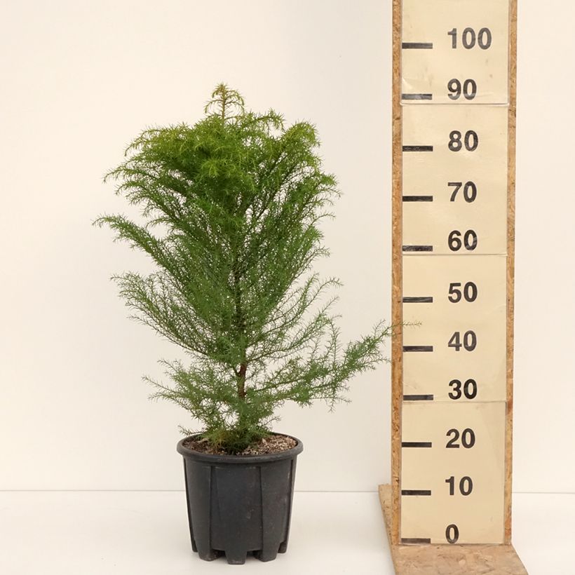 Exemplar von Cryptomeria japonica Elegans - Cèdre du Japon Pot de 7.5L/10L wie im Winter geliefert