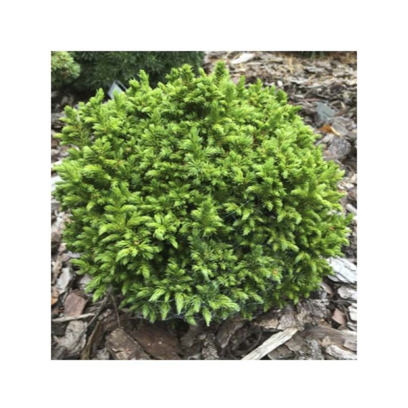 Cryptomeria japonica Green Pearl (Laub)