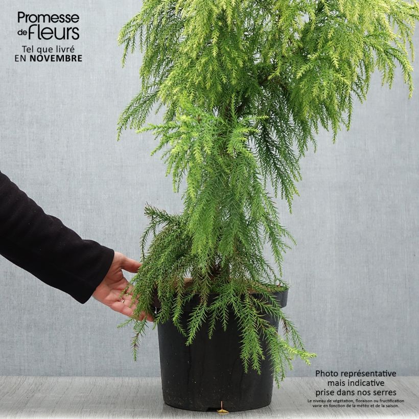 Exemplar von Cryptomeria japonica Sekkan Sugi en pot de 7,5/10L wie im Herbst geliefert