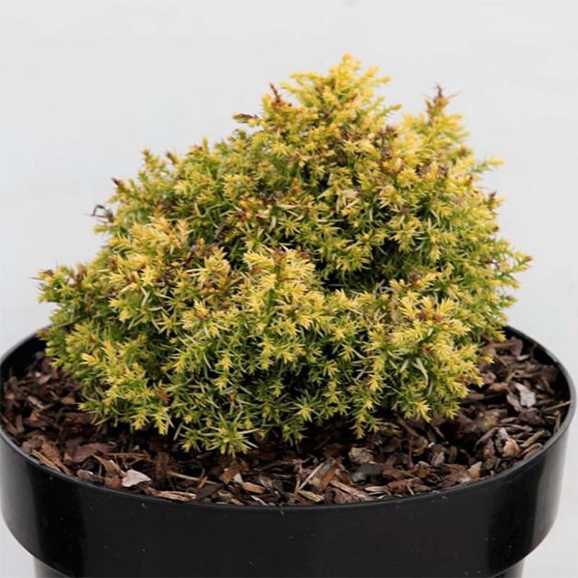 Cryptomeria japonica Twinkle Toes (Laub)