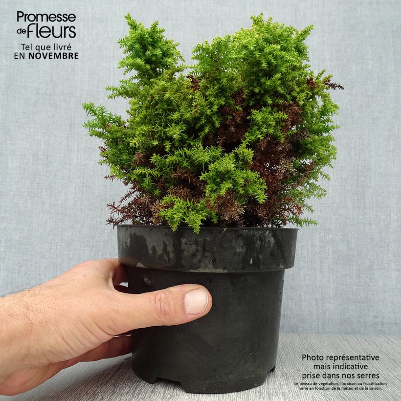 Exemplar von Cryptomeria japonica Twinkle Toes wie im Herbst geliefert