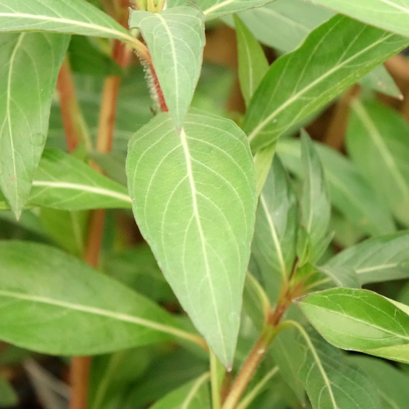 Cuphea micropetala - Zigarrenblume (Laub)