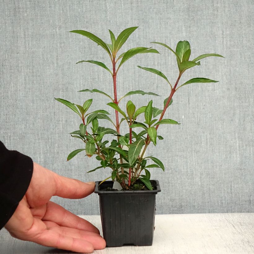 Exemplar von Cuphea micropetala - Zigarrenblume wie im Frühjahr geliefert