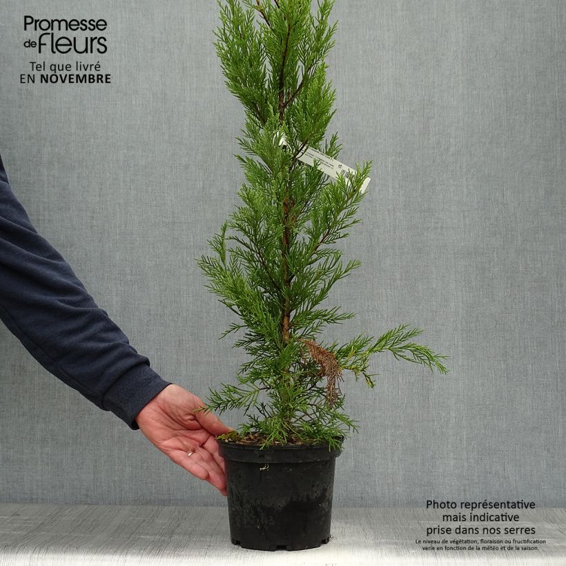 Exemplar von Cupressocyparis Leylandii 2001 en pot de 2/3L wie im Herbst geliefert