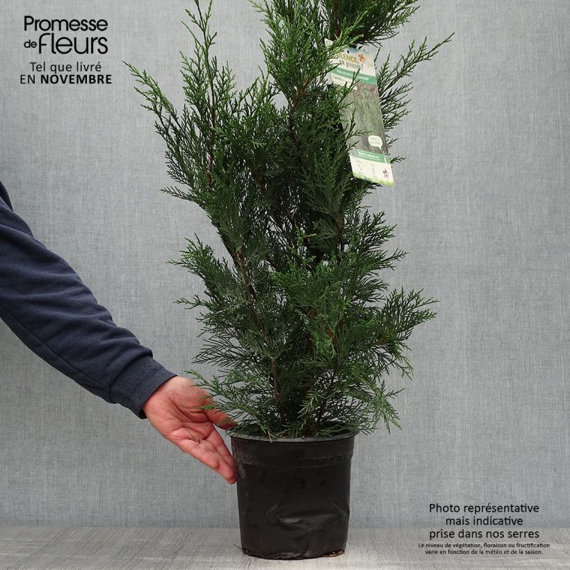 Exemplar von Cupressocyparis Leylandii 2001 pot de 4/5L wie im Herbst geliefert