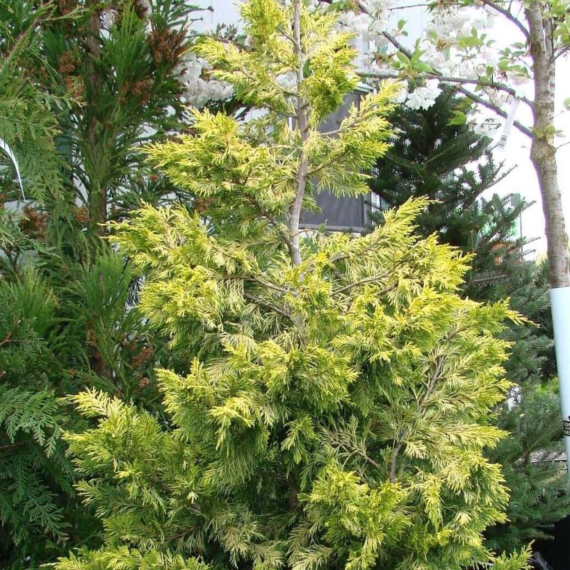 Cupressocyparis leylandii Gold Rider - Leyland-Zypresse (Hafen)