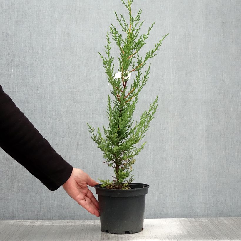 Exemplar von Cupressus macrocarpa - Cyprès de Lambert  Pot de 2L/3L wie im Herbst geliefert