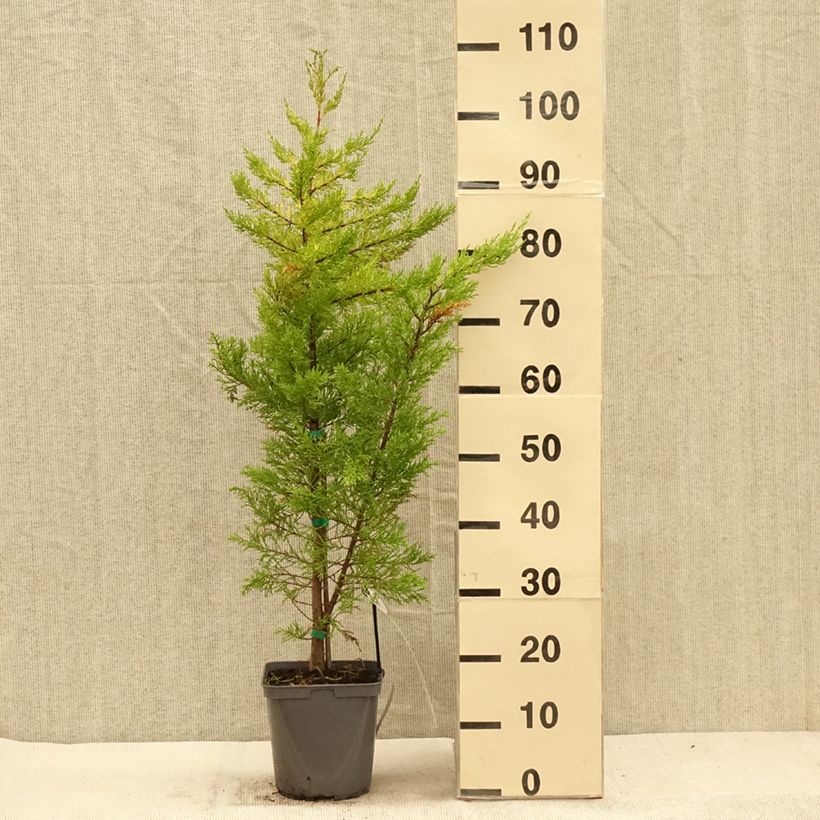 Exemplar von Cupressus macrocarpa Goldcrest - Cyprès de Lambert Pot de 4L wie im Herbst geliefert