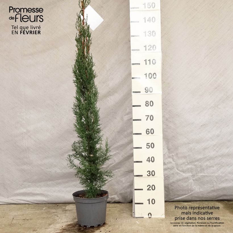 Exemplar von Cupressus sempervirens var. stricta - Mittelmeer-Zypresse Topf mit 7,5L/10LGelieferte Höhe ca. 100/125cm wie im Winter geliefert