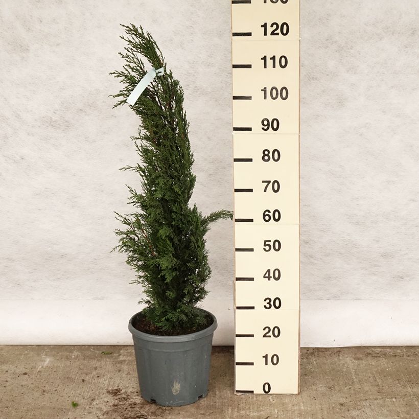 Exemplar von Cupressus sempervirens var. stricta - Mittelmeer-Zypresse Topf mit 7,5L/10LGelieferte Höhe ca. 100/125cm wie im Frühjahr geliefert