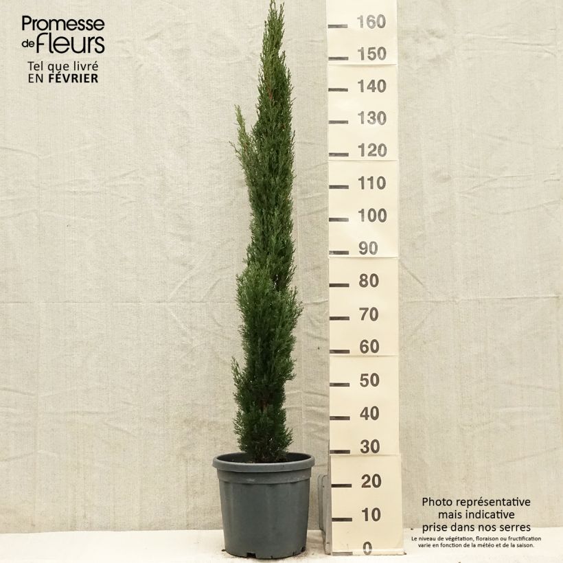 Exemplar von Cupressus sempervirens Totem - Cyprès de Florence en pot de 7,5/10L wie im Winter geliefert