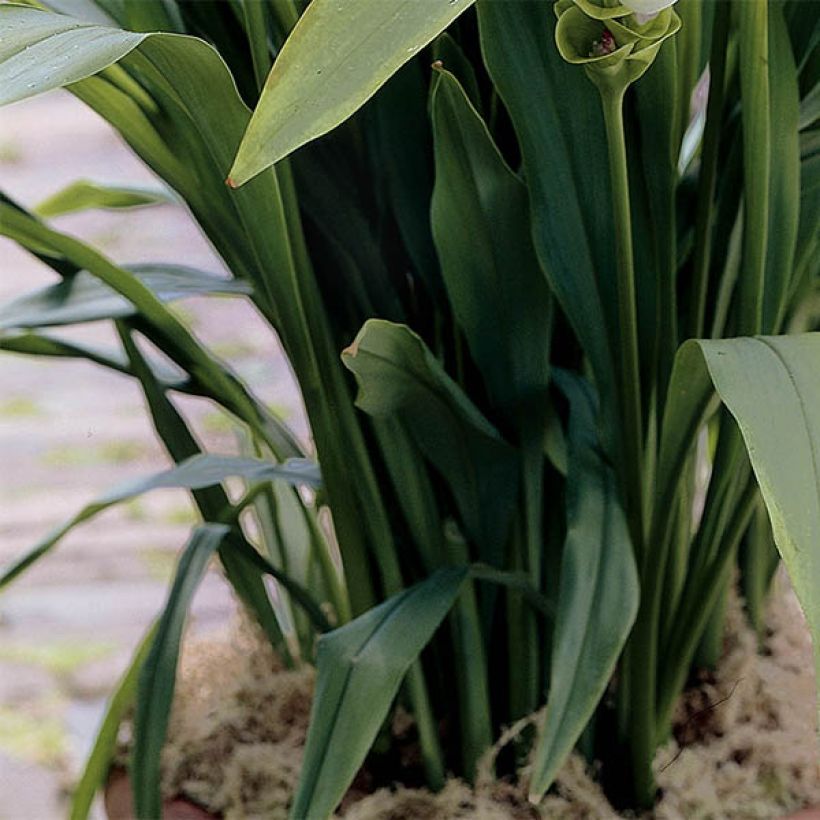 Curcuma alismatifolia White - Safranwurz (Laub)