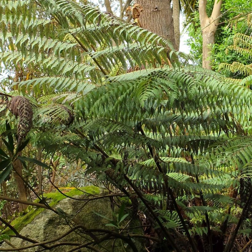 Cyathea dealbata - Silberfarn (Laub)