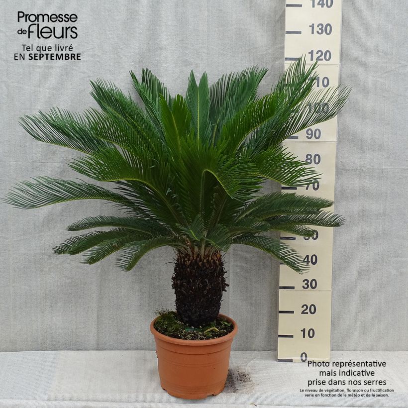 Exemplar von Cycas revoluta - Palmfarn wie im Herbst geliefert