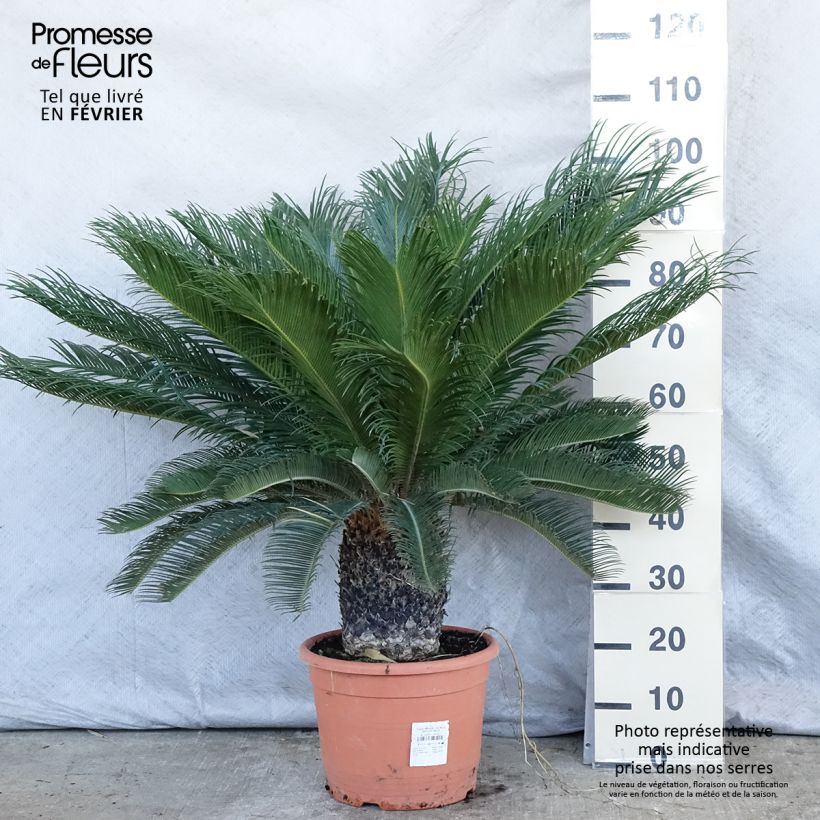 Exemplar von Cycas revoluta - Cycas du Japon pot de 15L wie im Winter geliefert