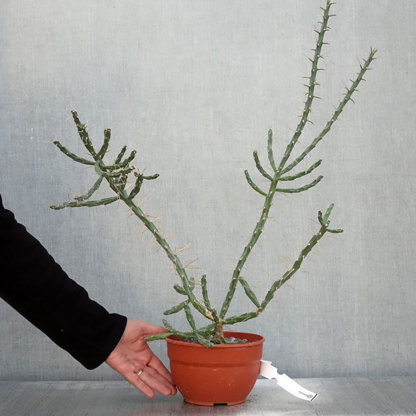 Exemplar von Cylindropuntia kleiniae - Opuntia ou oponce wie im Herbst geliefert