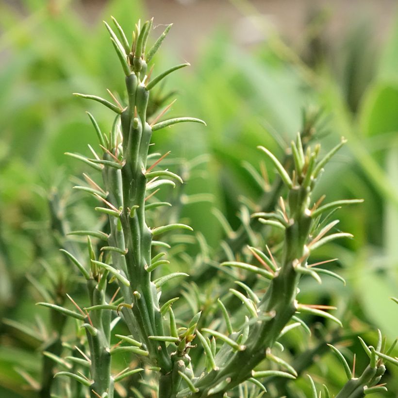 Cylindropuntia kleiniae (Laub)