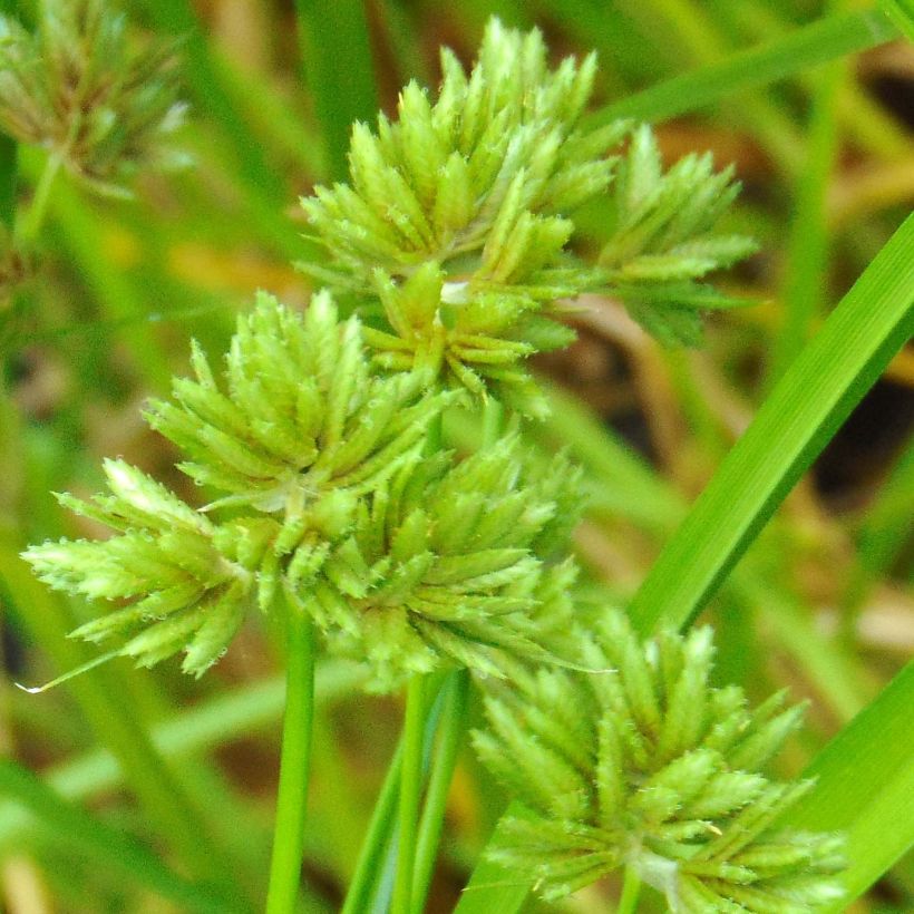 Cyperus glaber - Kahles Zypergras (Blüte)