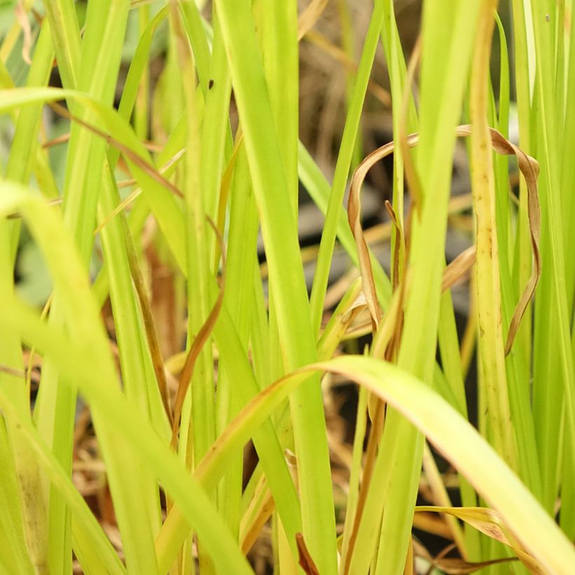 Cyperus glaber - Kahles Zypergras (Laub)