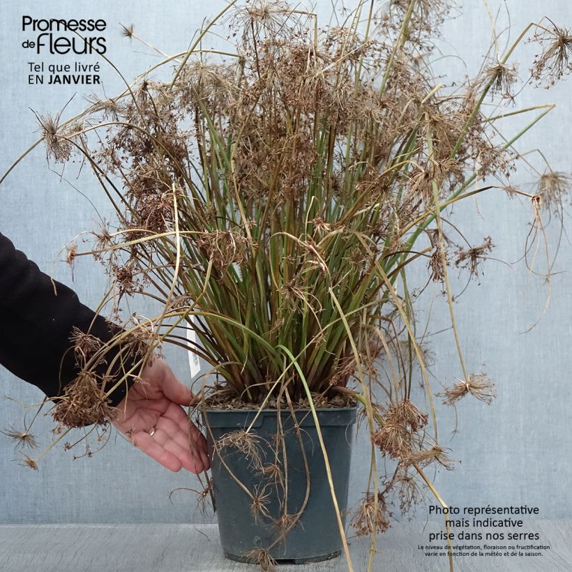 Exemplar von Cyperus papyrus Cleopatra - Papyrus Pot de 3L/4L wie im Winter geliefert