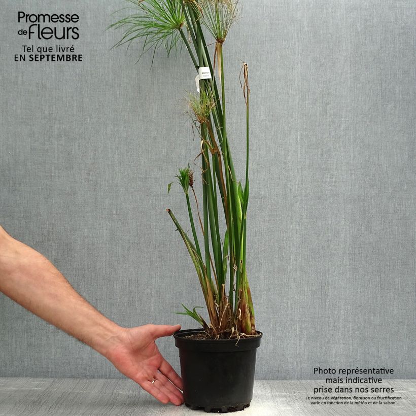 Exemplar von Cyperus papyrus - Papyrus Pot de 2L/3L wie im Herbst geliefert