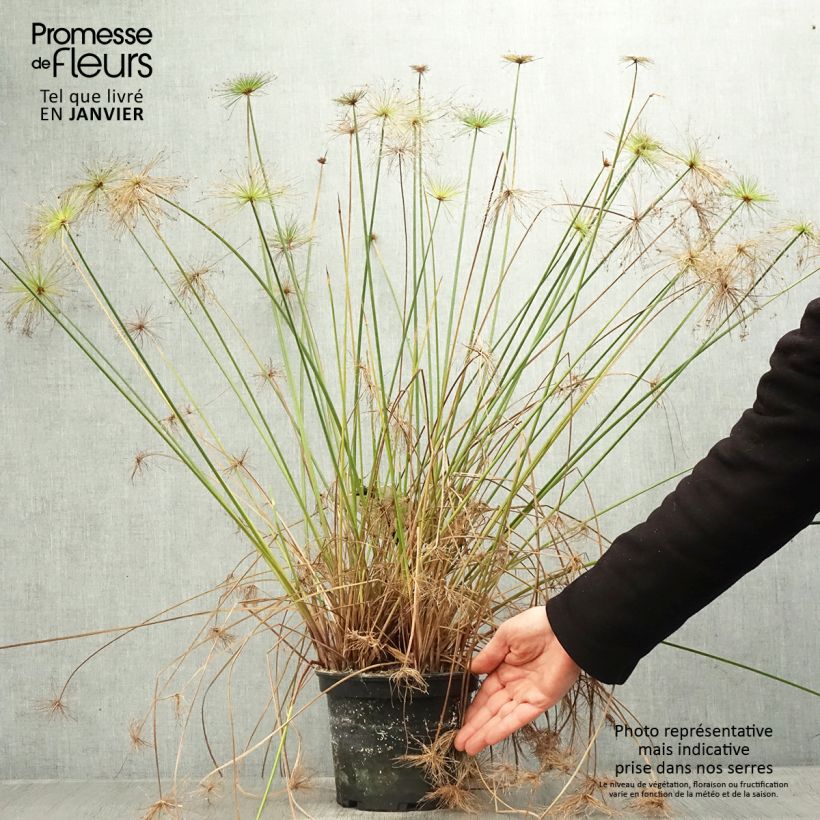 Exemplar von Cyperus prolifer - Zypergras wie im Winter geliefert