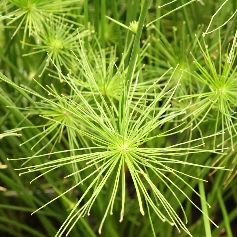 Cyperus prolifer - Zypergras (Blüte)