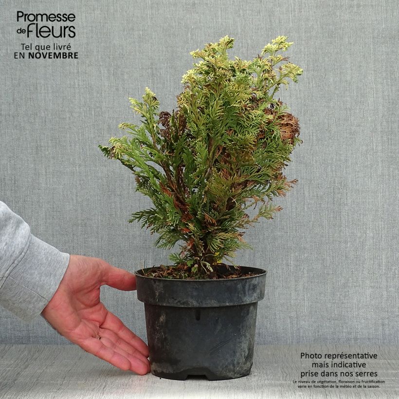 Exemplar von Cyprès de Lawson - Chamaecyparis lawsoniana Pygmaea Argentea en pot de 2L/3L wie im Herbst geliefert