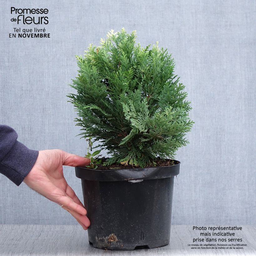 Exemplar von Cyprès de Lawson - Chamaecyparis lawsoniana Pygmaea Argentea en pot de 4L/5L wie im Herbst geliefert