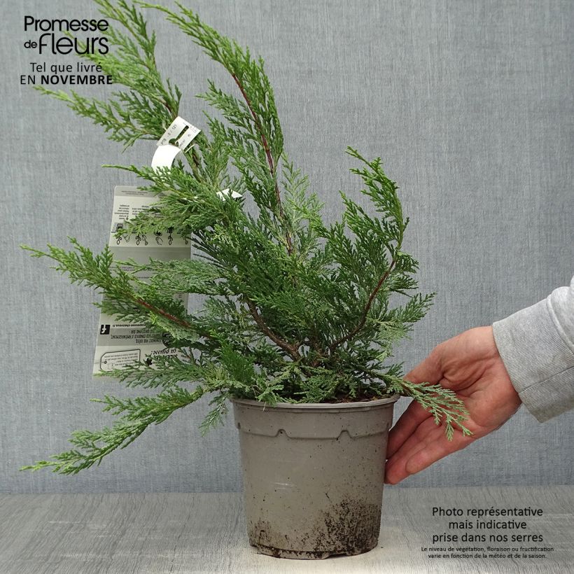 Exemplar von Cyprès de Leyland - Cupressocyparis x leylandii Excalibur Gold en pot de 2L/3L wie im Herbst geliefert