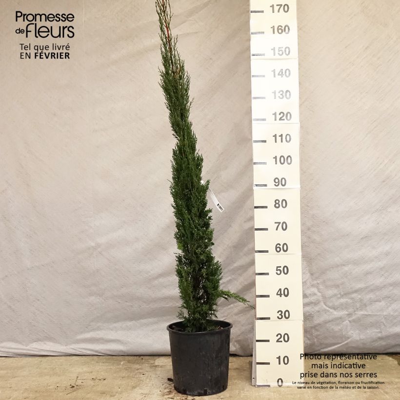 Exemplar von Cyprès de Provence - Cupressus sempervirens Pyramidalis en pot de 15 litres wie im Winter geliefert