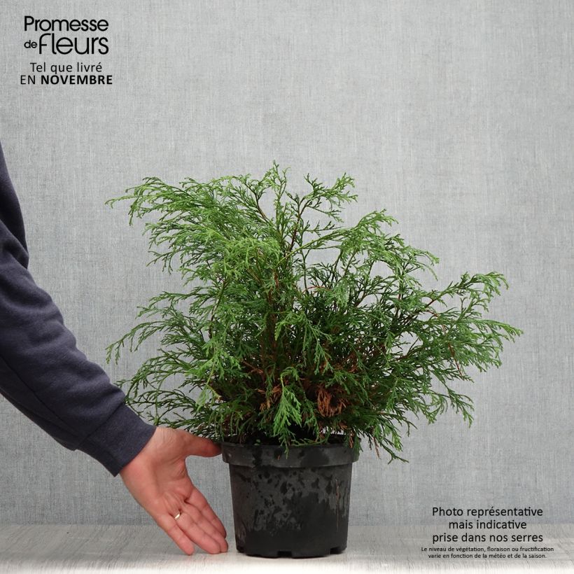 Exemplar von Cyprès Sawara - Chamaecyparis pisifera Filifera                 Pot de 2L/3L wie im Herbst geliefert