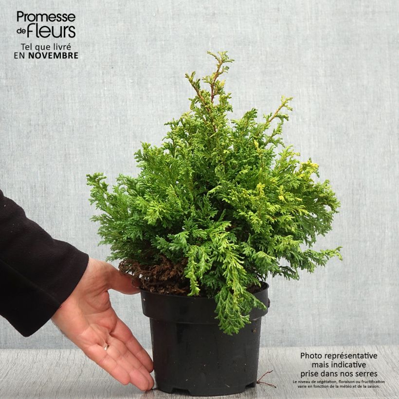 Exemplar von Cyprès Sawara - Chamaecyparis pisifera Golden Pincushion en pot de 2l/3l wie im Herbst geliefert