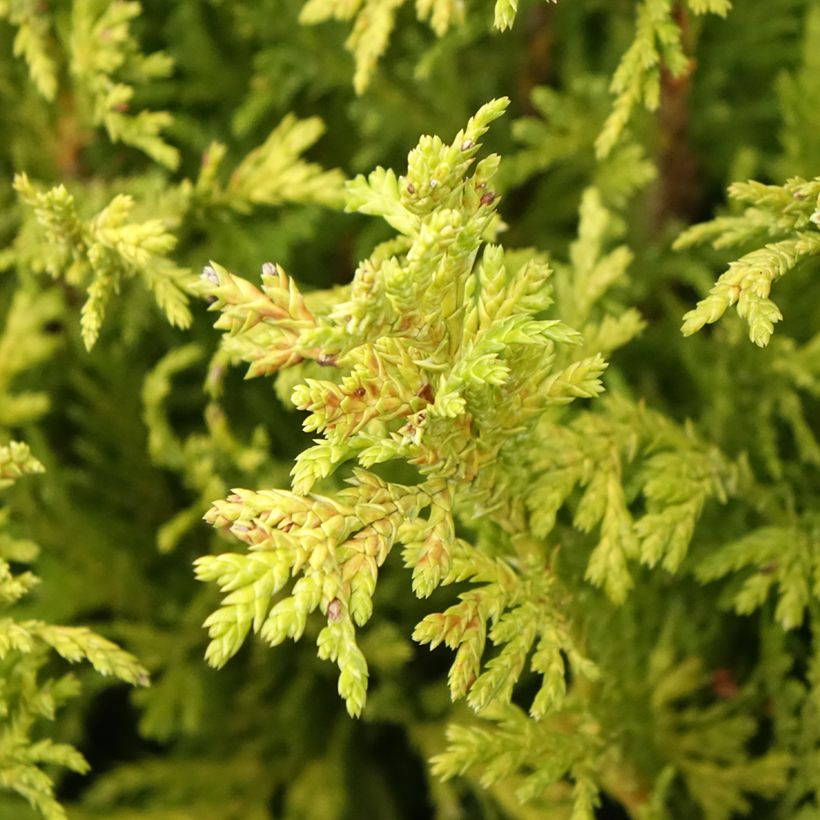 Chamaecyparis pisifera Golden Pincushion (Laub)