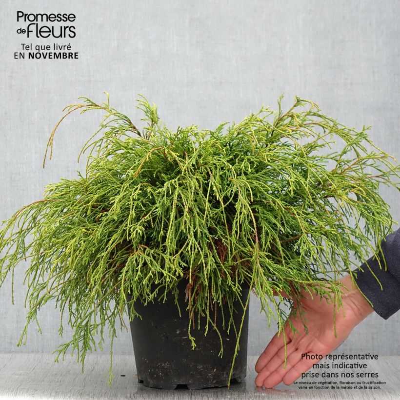 Exemplar von Chamaecyparis pisifera Sungold wie im Herbst geliefert