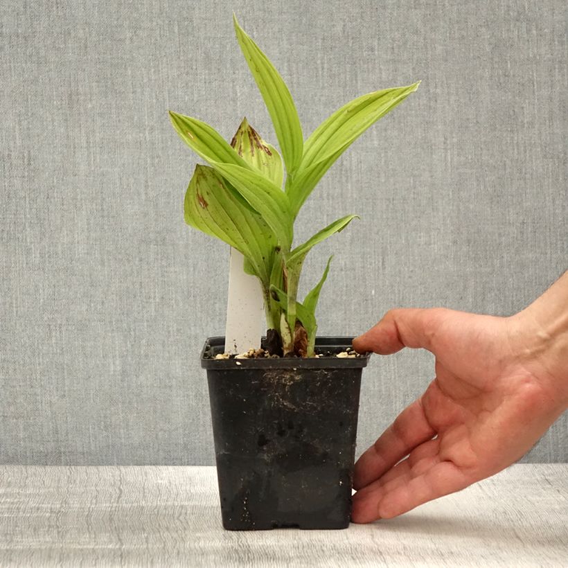 Exemplar von Cypripedium Aki - Frauenschuh Topf mit 1L/1,5L wie im Frühjahr geliefert