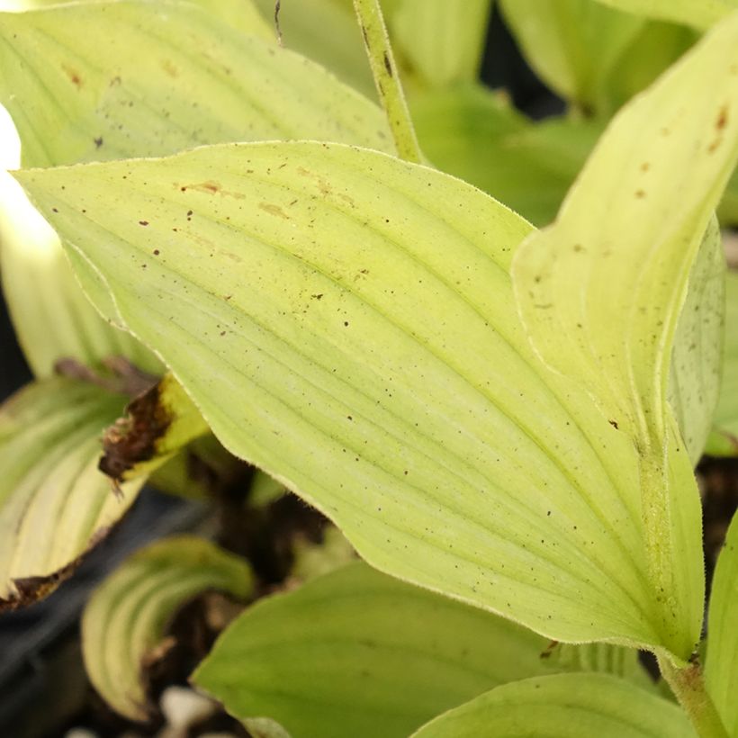 Cypripedium Gisella - Frauenschuh (Laub)